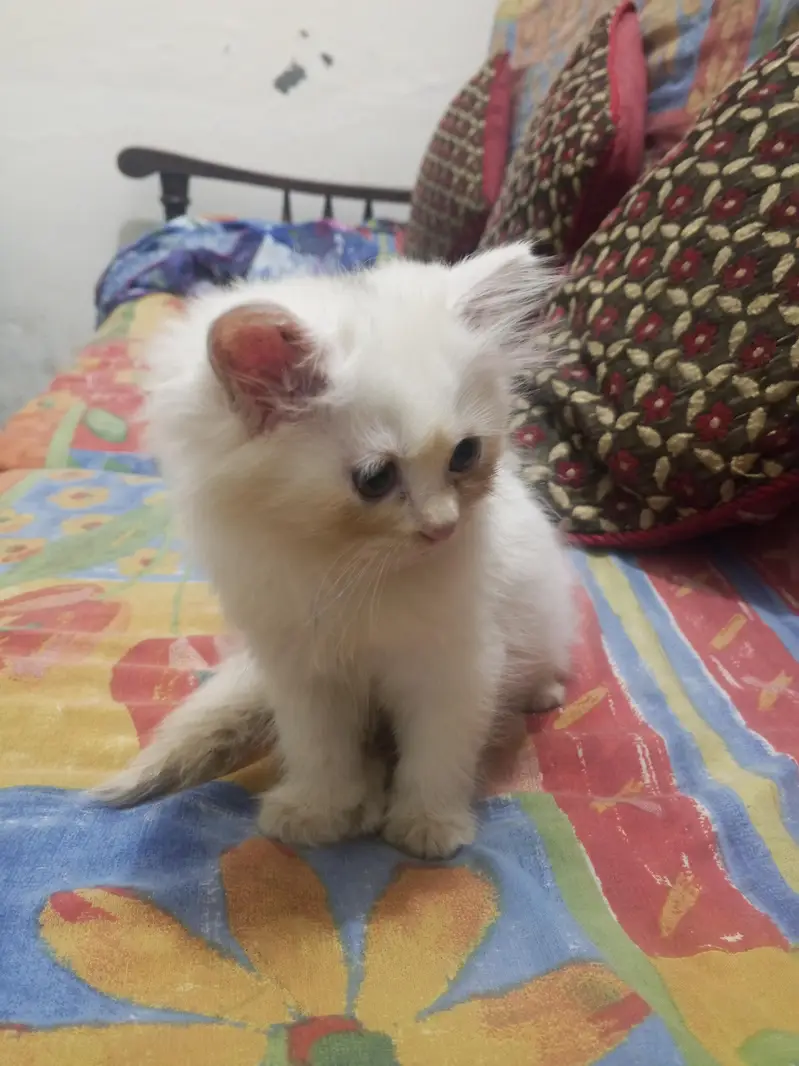 Persian kittens — photo 6