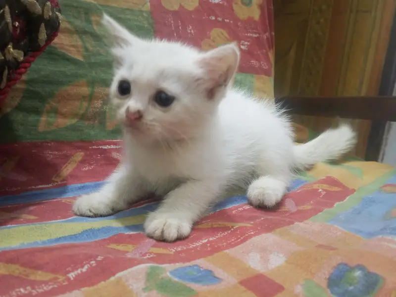 Persian kittens — photo 7