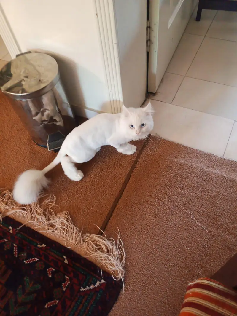 Persian good helth fresh vec hue hn — photo 4