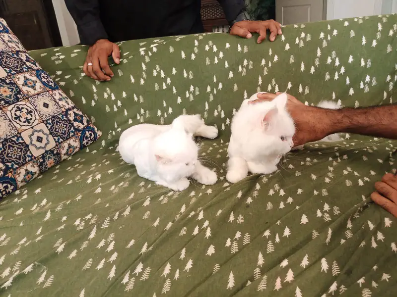 Persian good helth fresh vec hue hn — photo 7