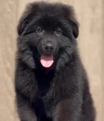 German shepherd pedigree long coat German shepherd puppies available — photo 4