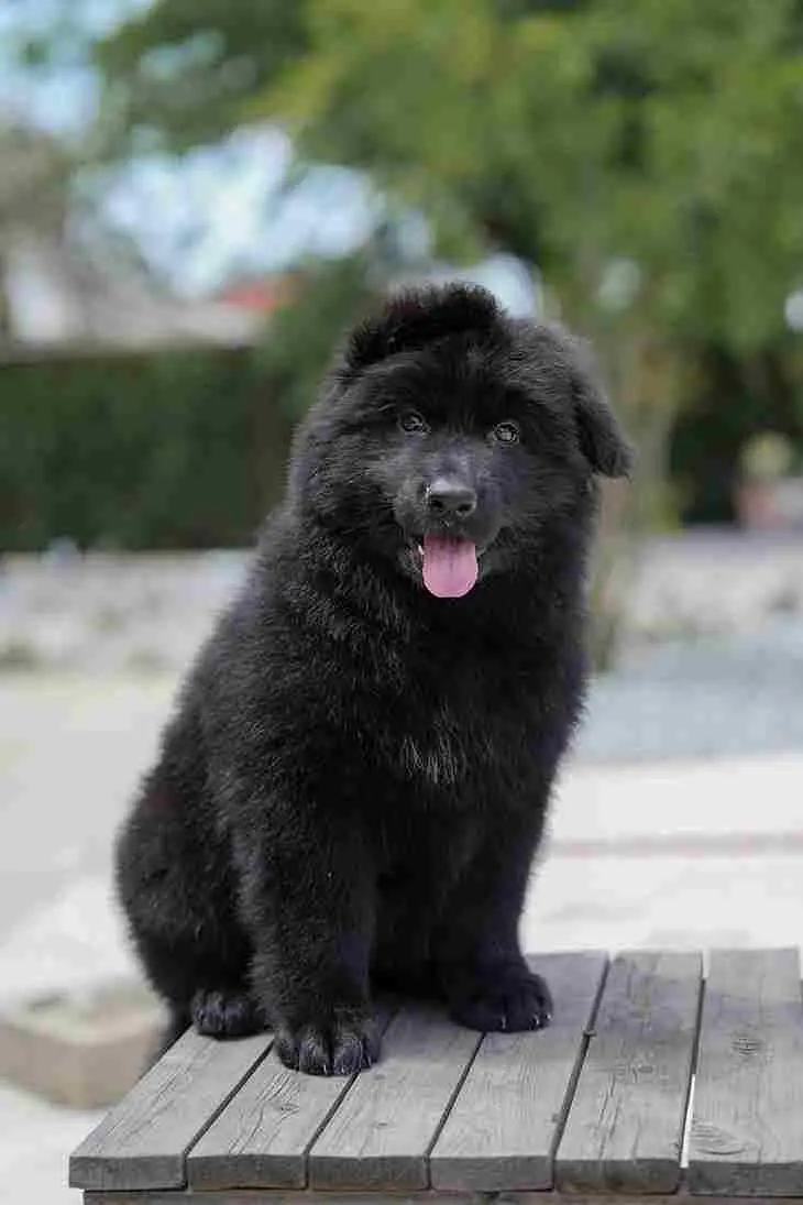 German shepherd pedigree long coat German shepherd puppies available — photo 5