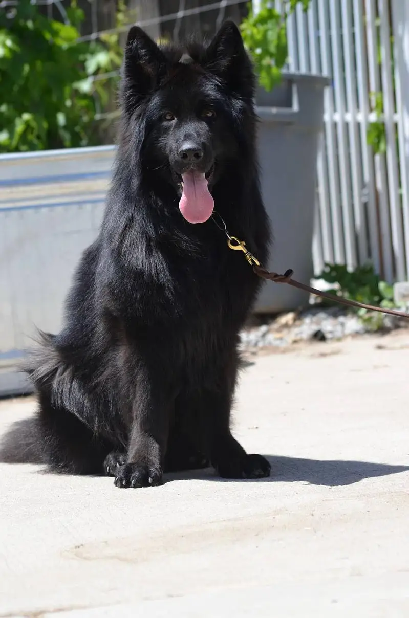 German shepherd pedigree long coat German shepherd puppies available — photo 6