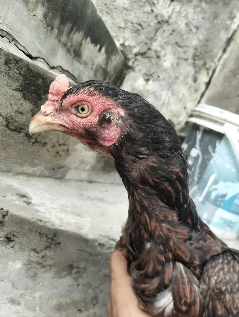 aseel Sindhi high quality pathaa With high quality pathiyaaa eggs py — photo 3