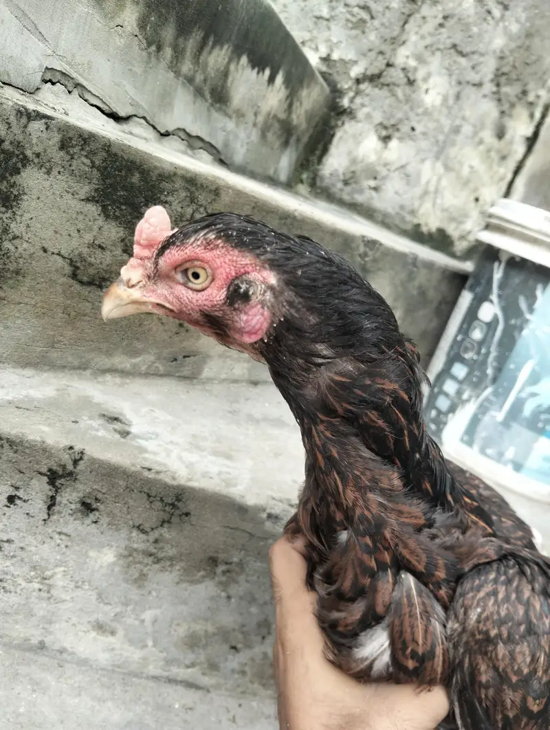 aseel Sindhi high quality pathaa With high quality pathiyaaa eggs py — photo 4