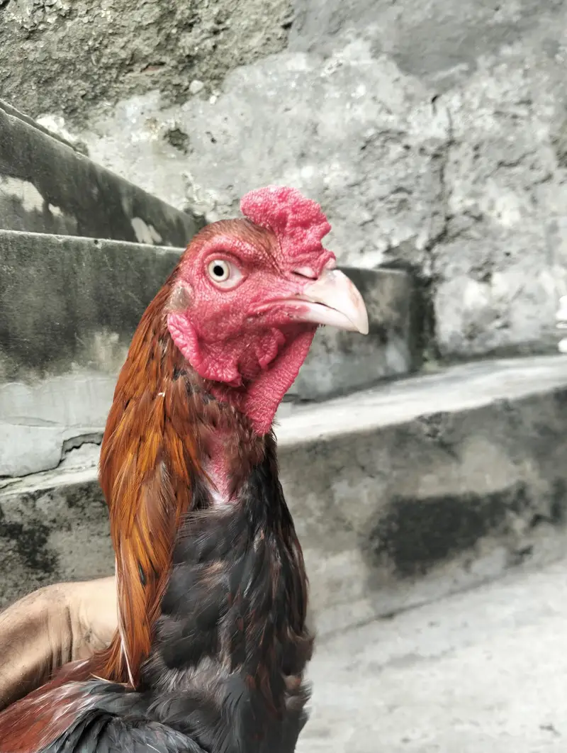 aseel Sindhi high quality pathaa With high quality pathiyaaa eggs py — photo 5