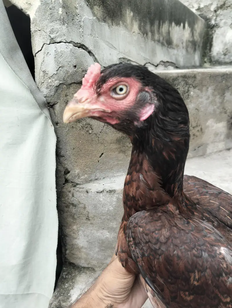 aseel Sindhi high quality pathaa With high quality pathiyaaa eggs py — photo 8