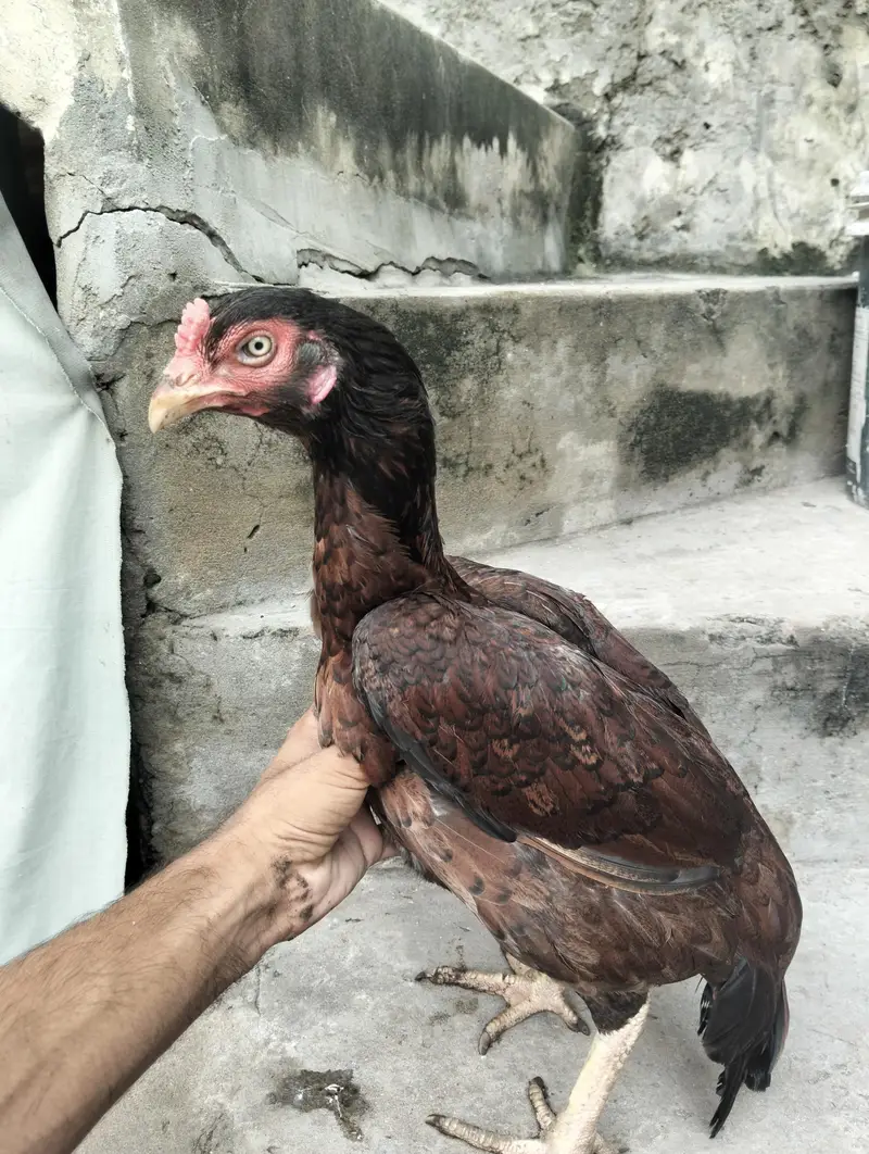 aseel Sindhi high quality pathaa With high quality pathiyaaa eggs py — photo 9