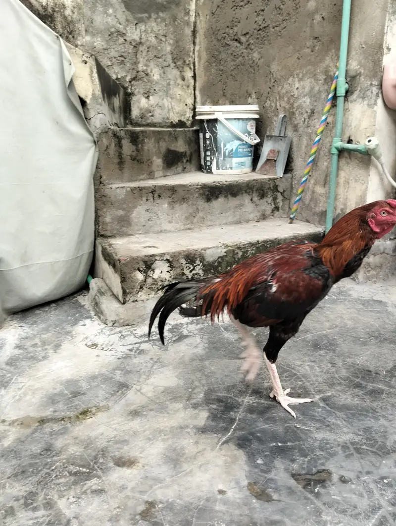 aseel Sindhi high quality pathaa With high quality pathiyaaa eggs py — photo 11