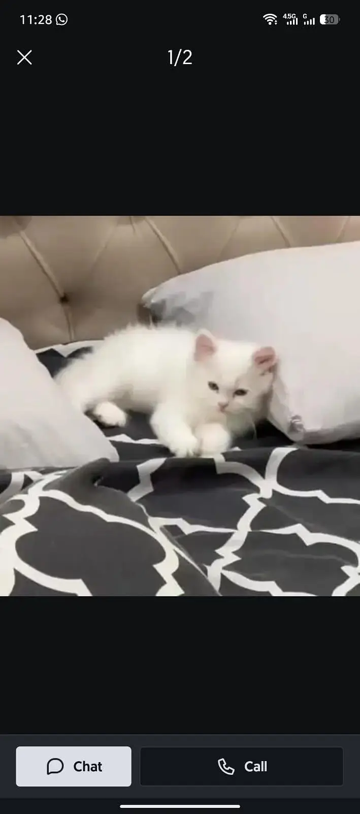 white person cat with all accessories — photo 3
