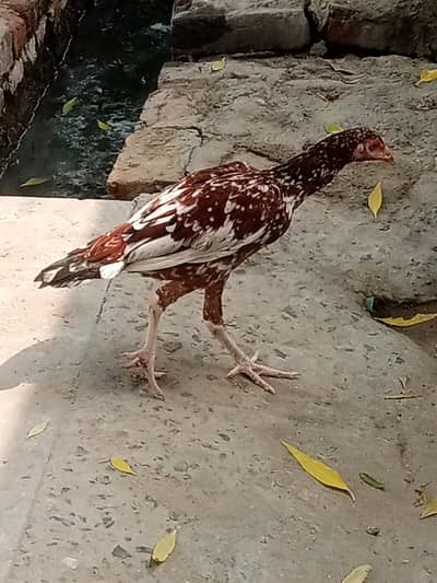 female pathi aseel