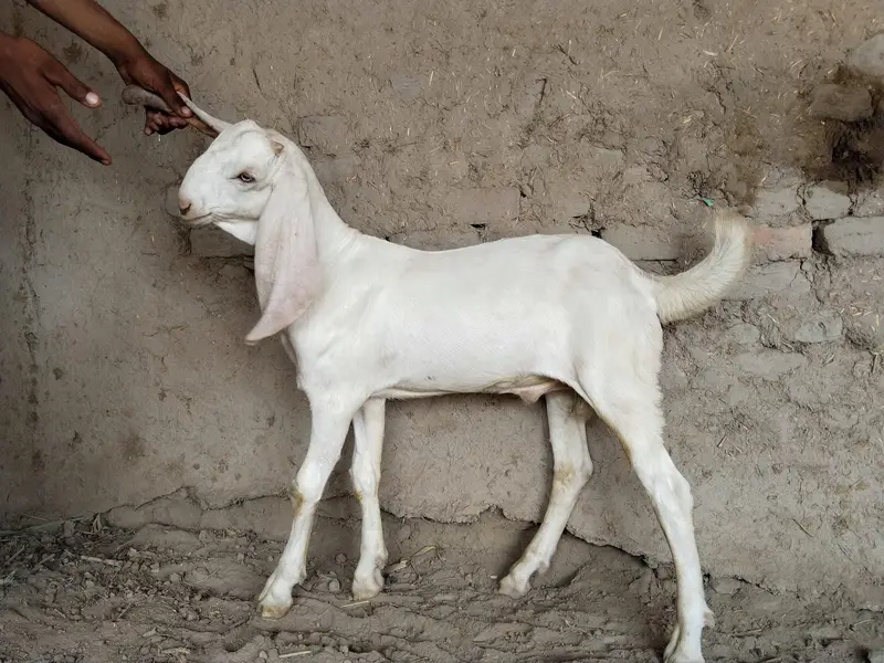 Bakra for sale call me+03291319927 — photo 3