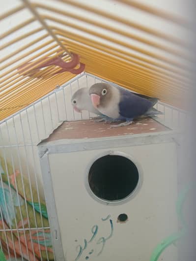 only love bird but no cage