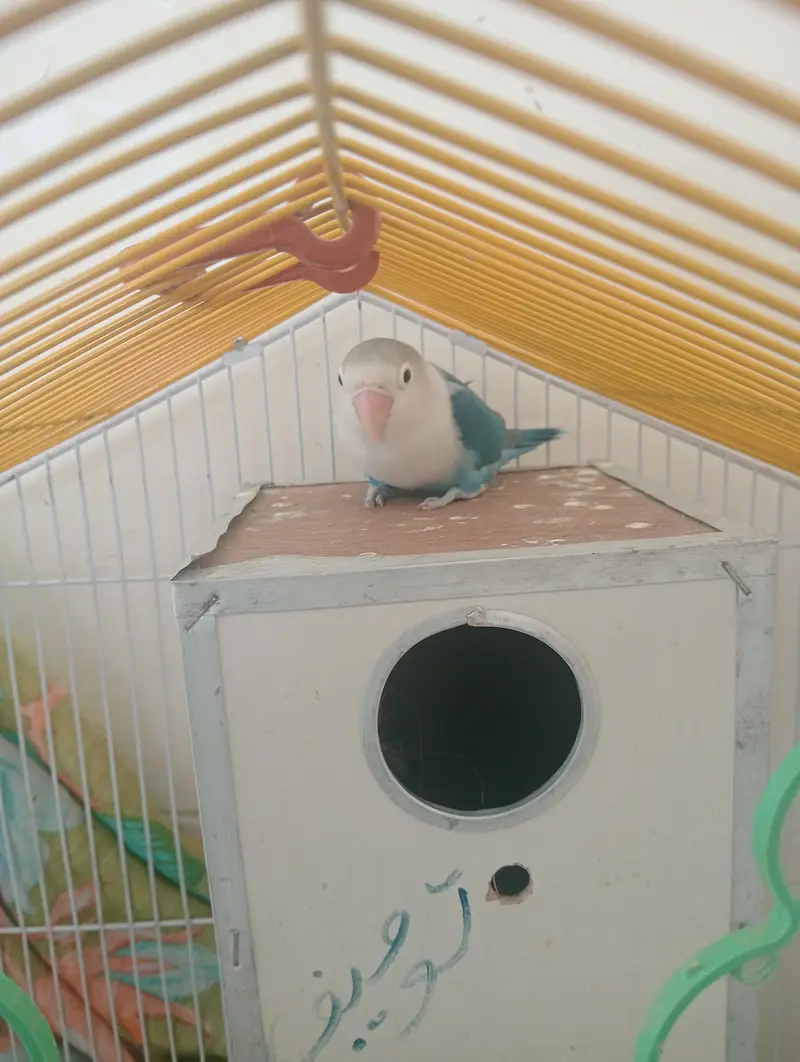 only love bird but no cage — photo 2
