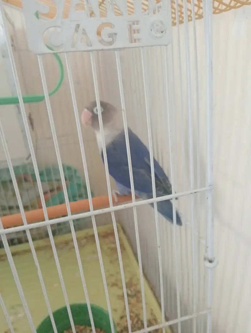 only love bird but no cage — photo 3