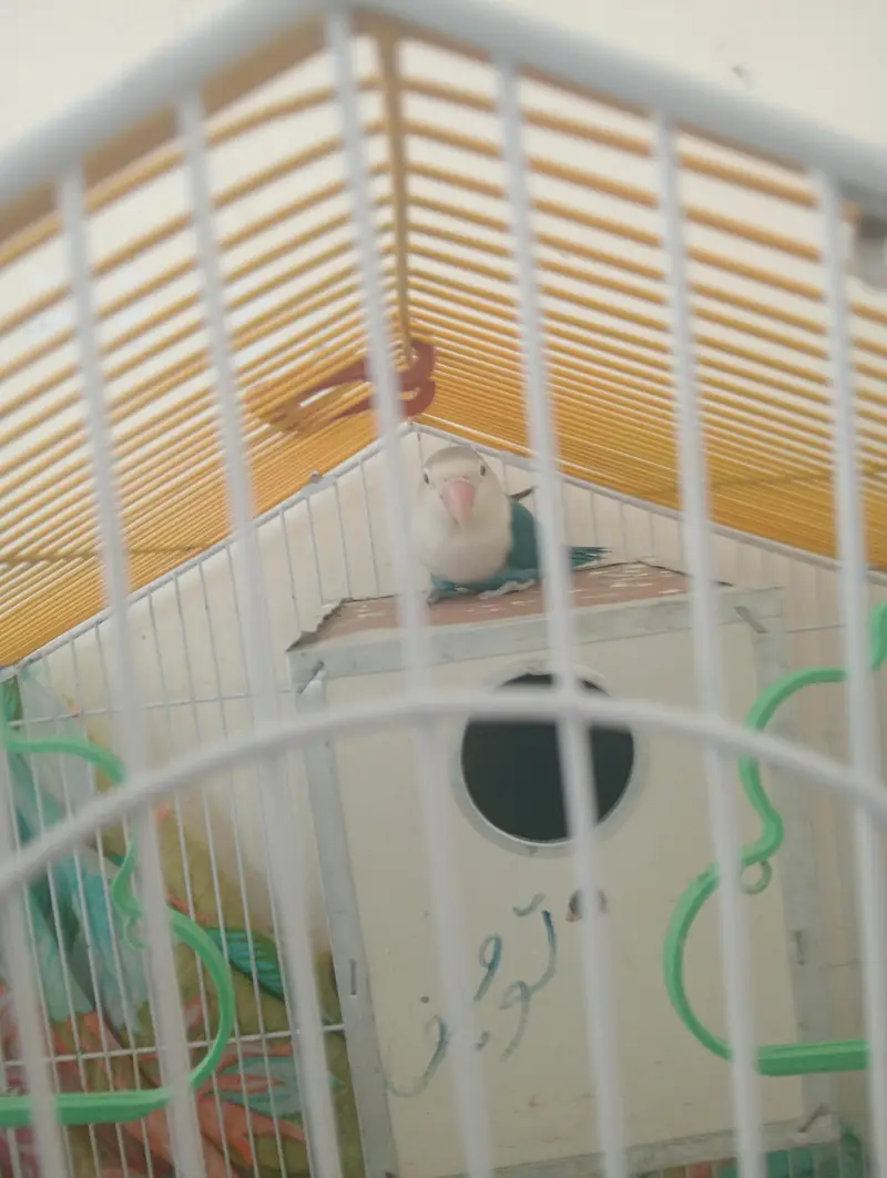 only love bird but no cage — photo 4