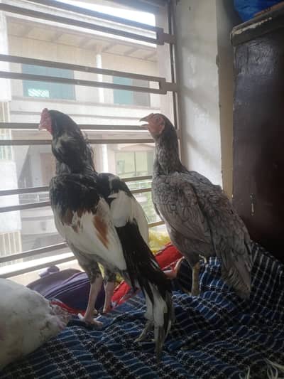 aseel pair for sale original bried
