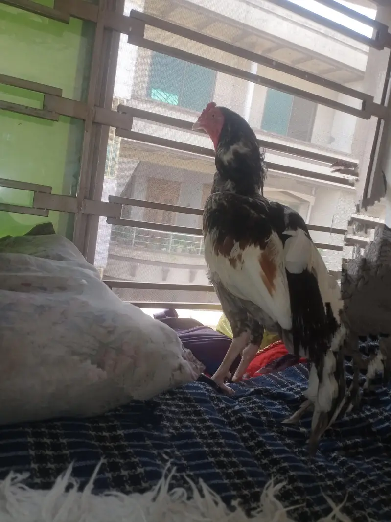 aseel pair for sale original bried — photo 4