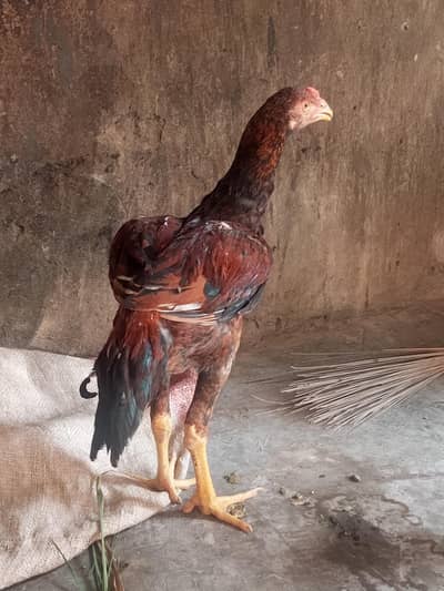 pure Pakistani breed
