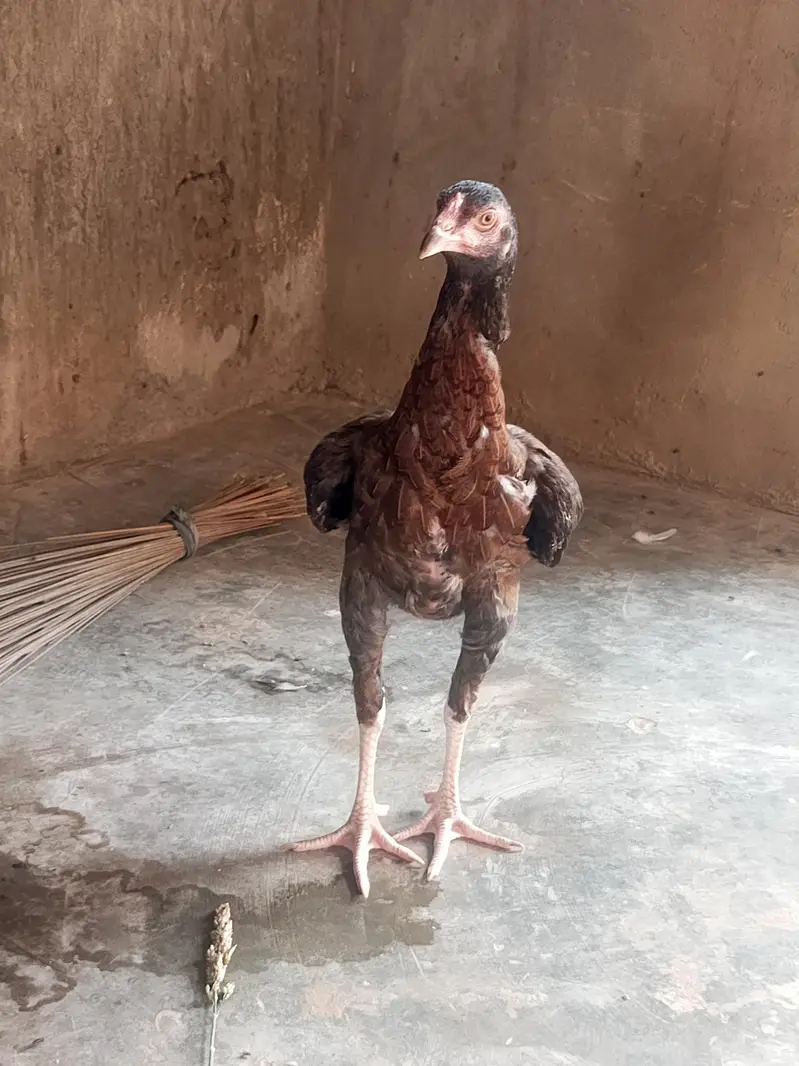 pure Pakistani breed — photo 2