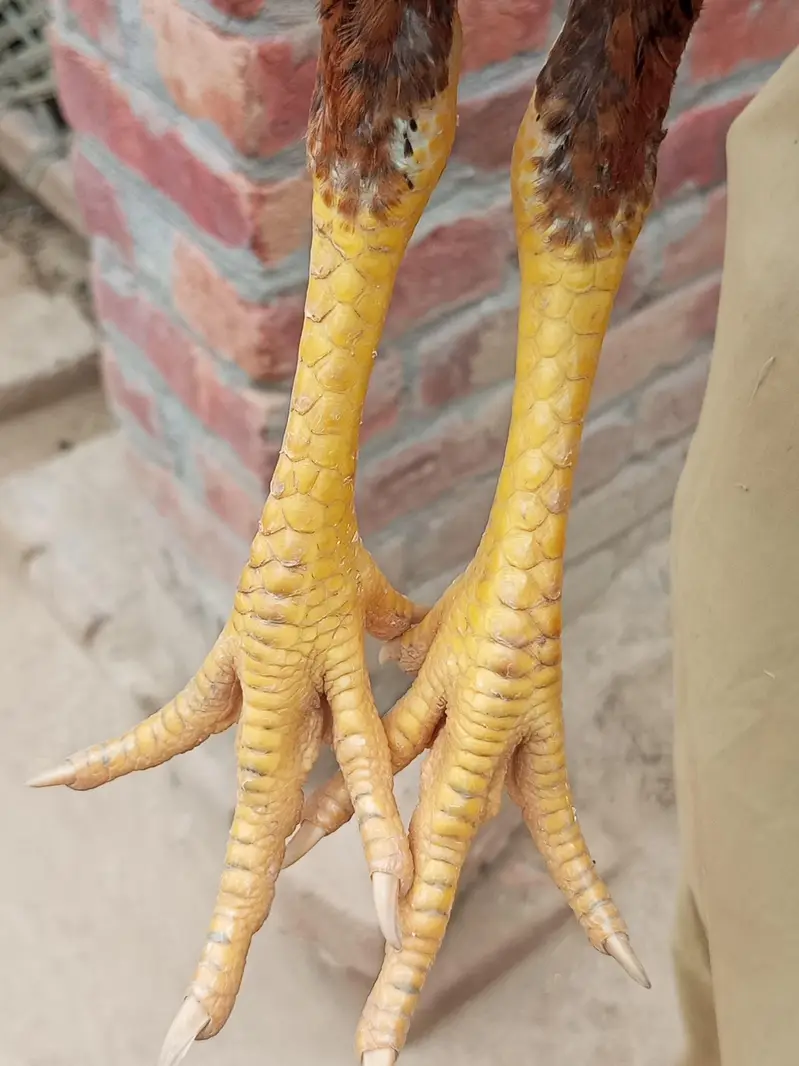 pure Pakistani breed — photo 3