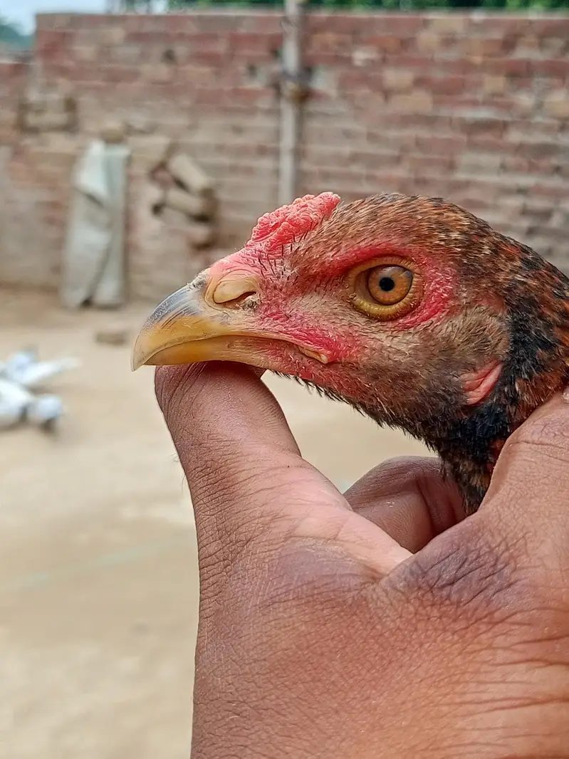 pure Pakistani breed — photo 4