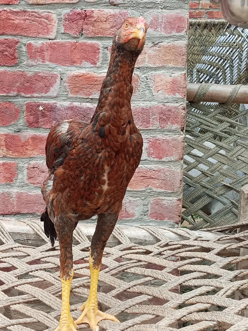 pure Pakistani breed — photo 5