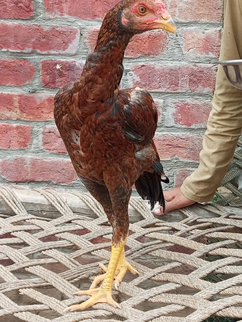 pure Pakistani breed — photo 6