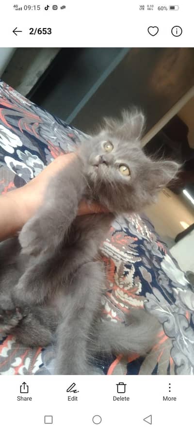 beautiful Persian kitten