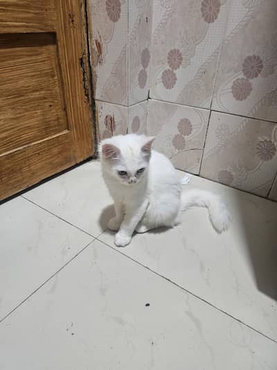Pure White Persian Cat – Family & Kids Friendly