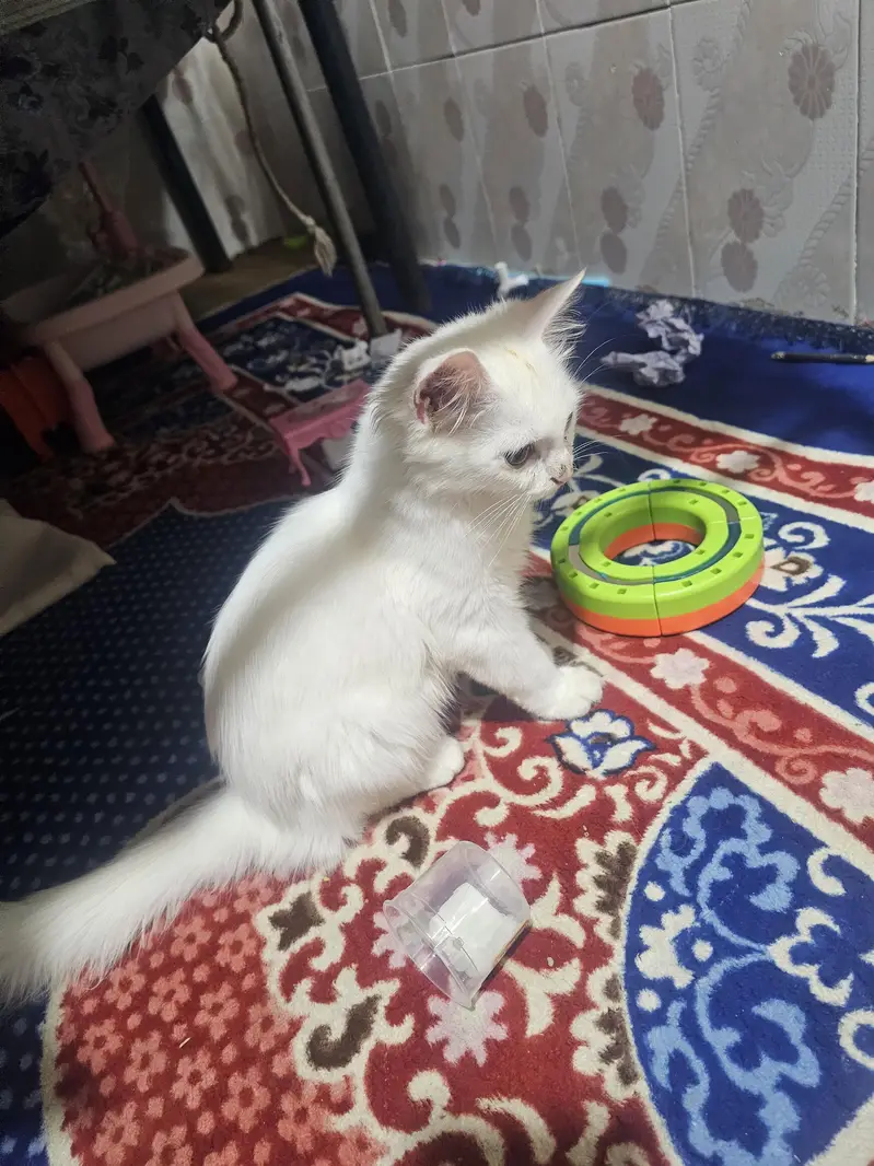 Pure White Persian Cat – Family & Kids Friendly — photo 2