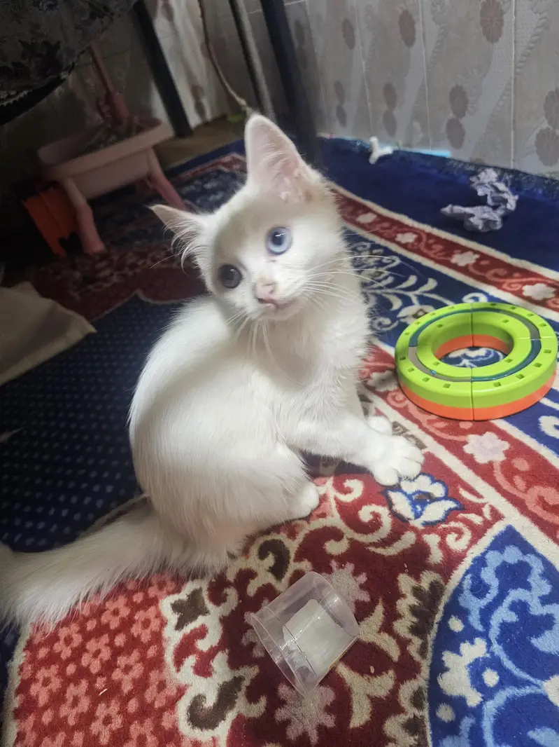Pure White Persian Cat – Family & Kids Friendly — photo 3