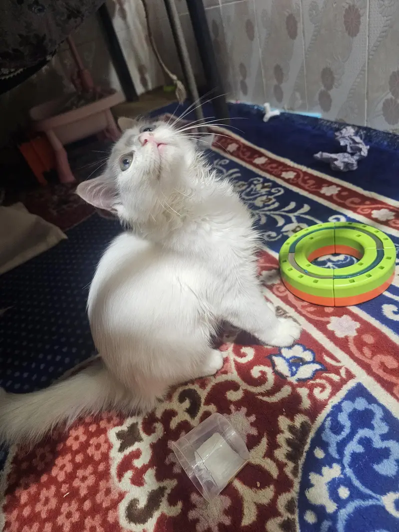 Pure White Persian Cat – Family & Kids Friendly — photo 4