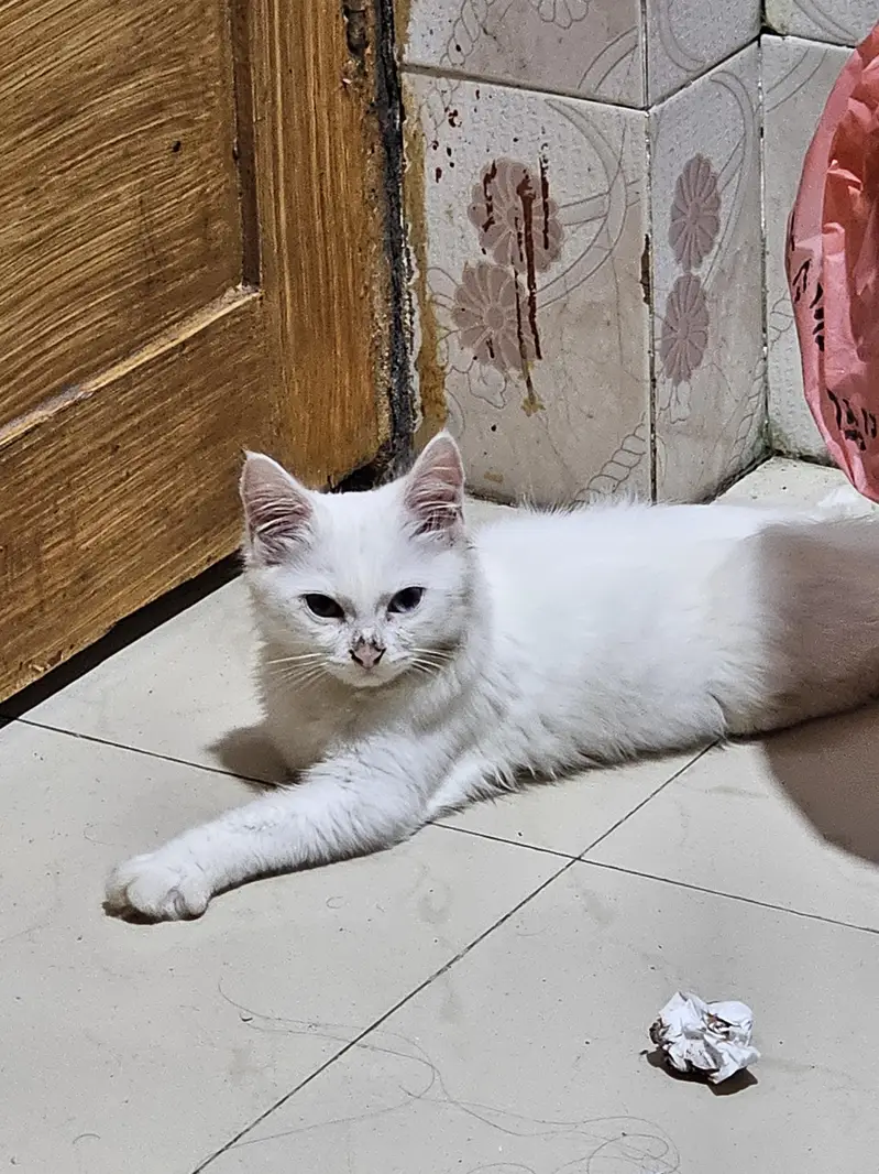 Pure White Persian Cat – Family & Kids Friendly — photo 5