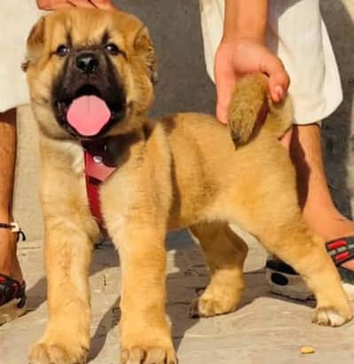 King Turkish kangal dabal Hadi Havey bone structure security dog