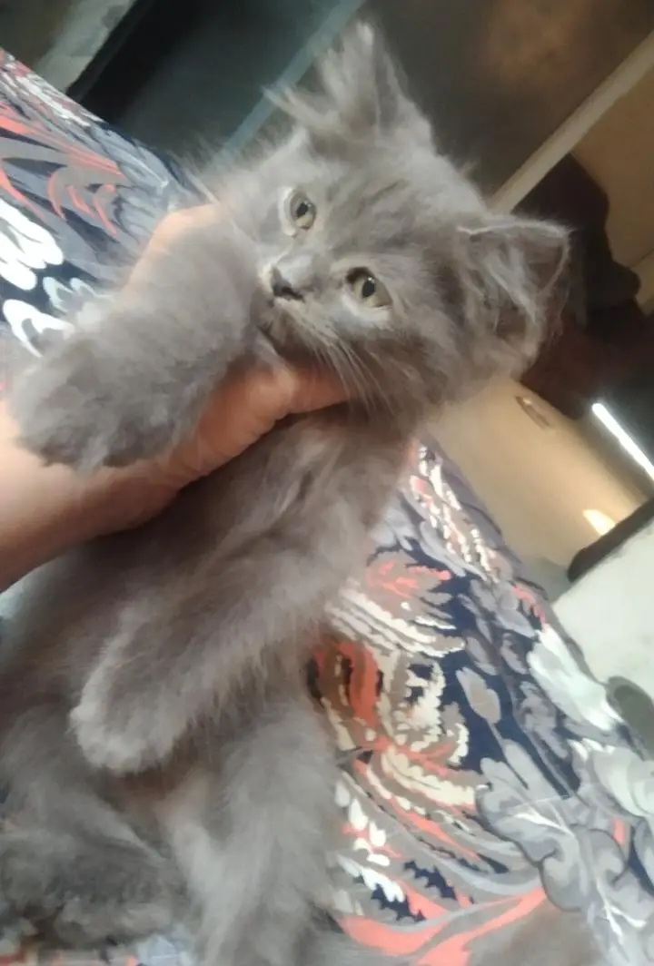 beautiful Persian kitten — photo 2