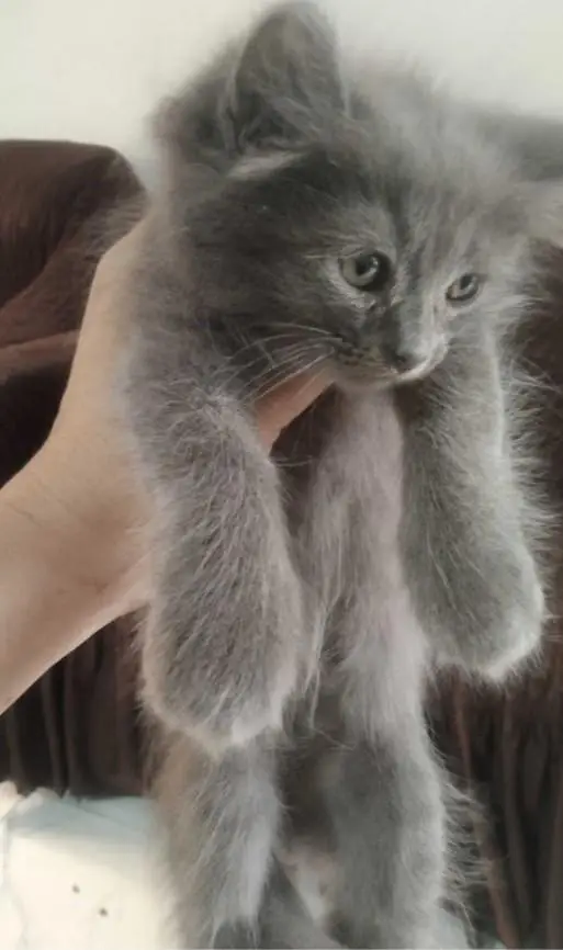 beautiful Persian kitten — photo 3