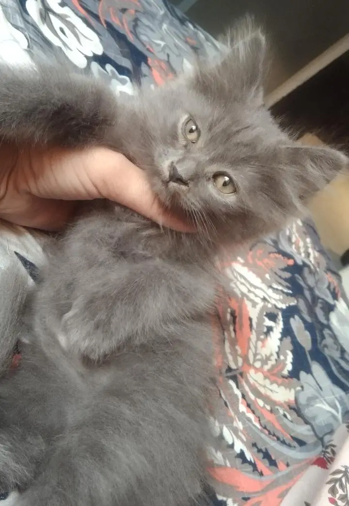 beautiful Persian kitten — photo 4