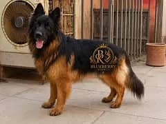 German shepherd Male 03134111831