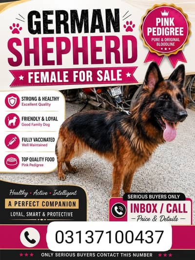 German shepherd