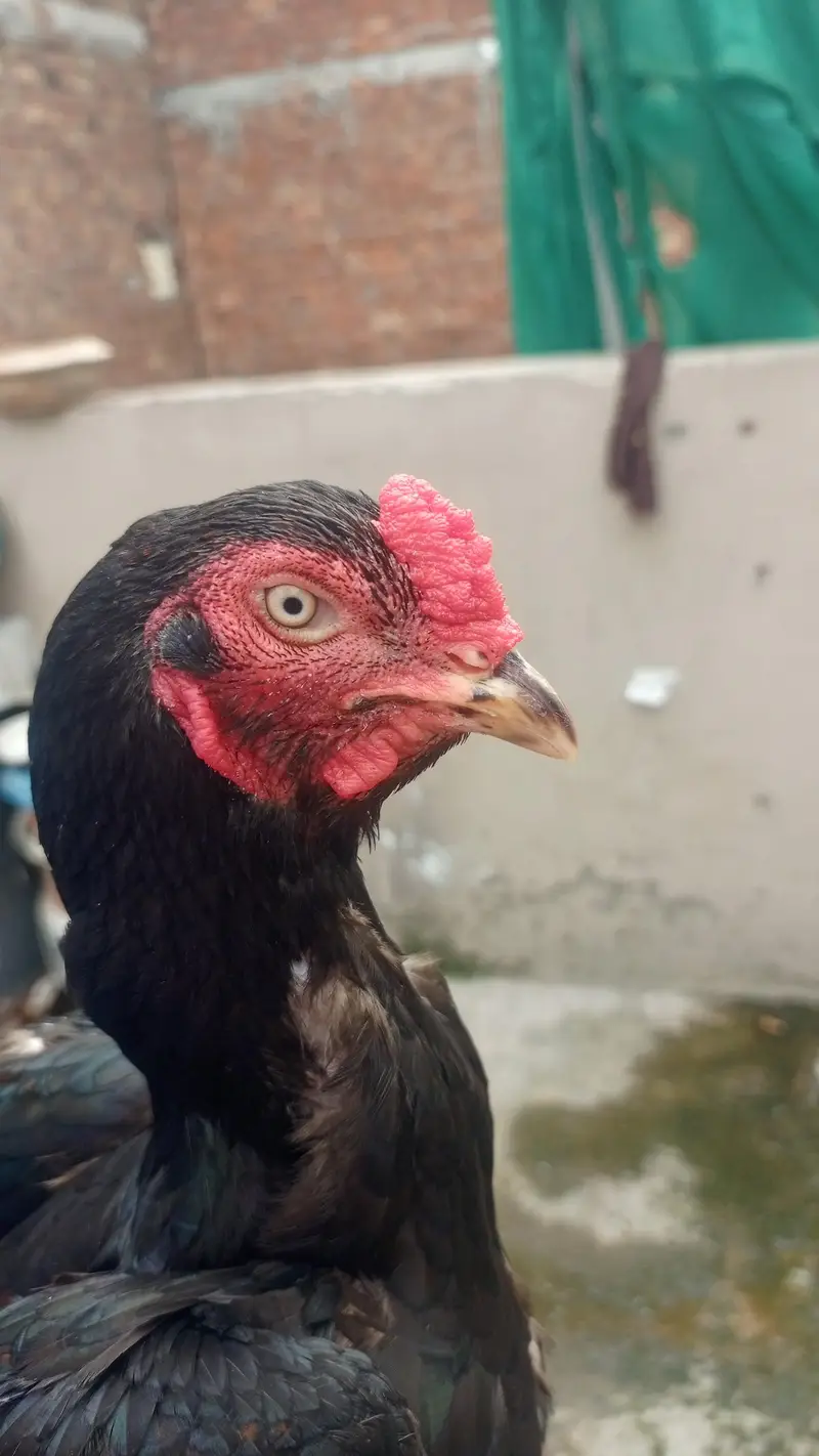 Muskan aur Chini Mati — photo 2