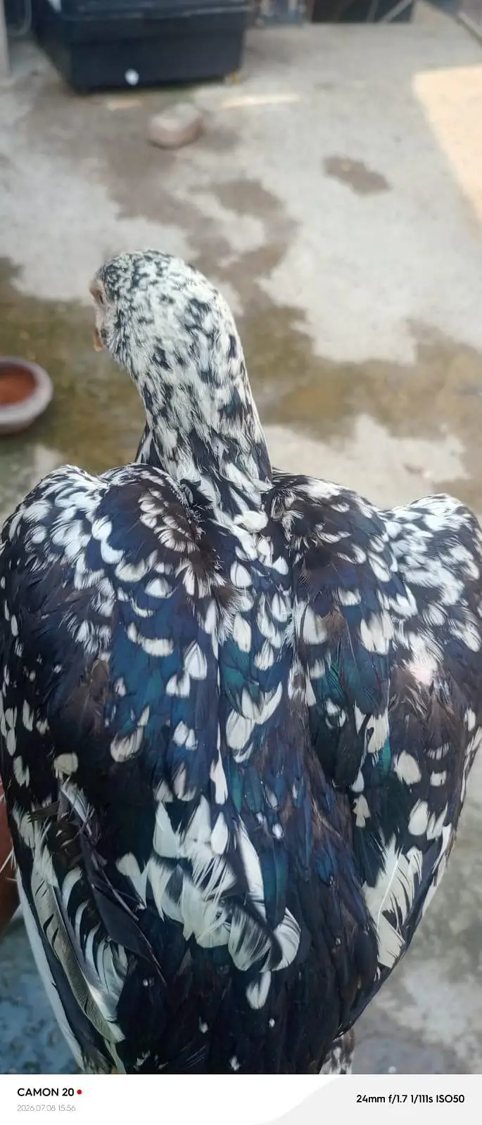 Muskan aur Chini Mati — photo 5