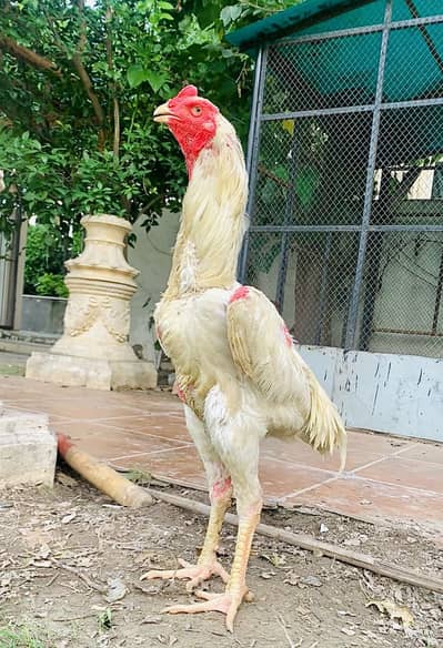 Exchange possible king shamo x sindhi aseel male 2.5+ height for sale