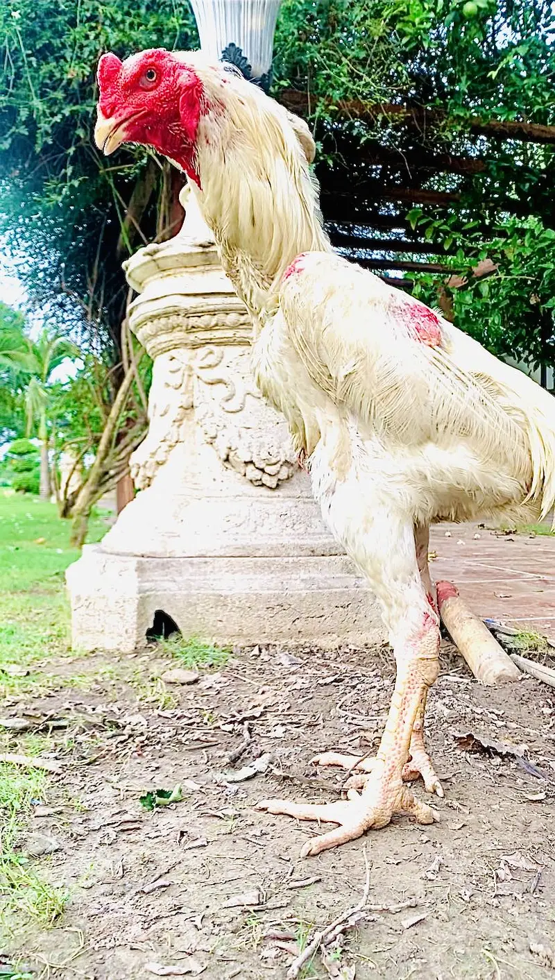 Exchange possible king shamo x sindhi aseel male 2.5+ height for sale — photo 4