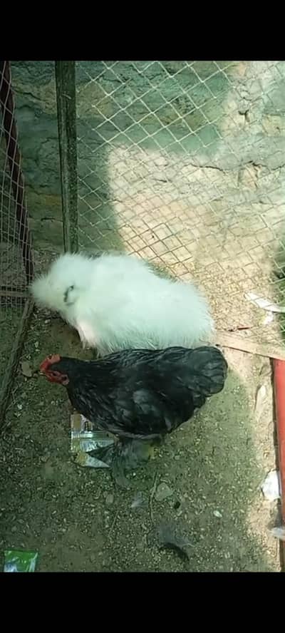 fancy 2 male