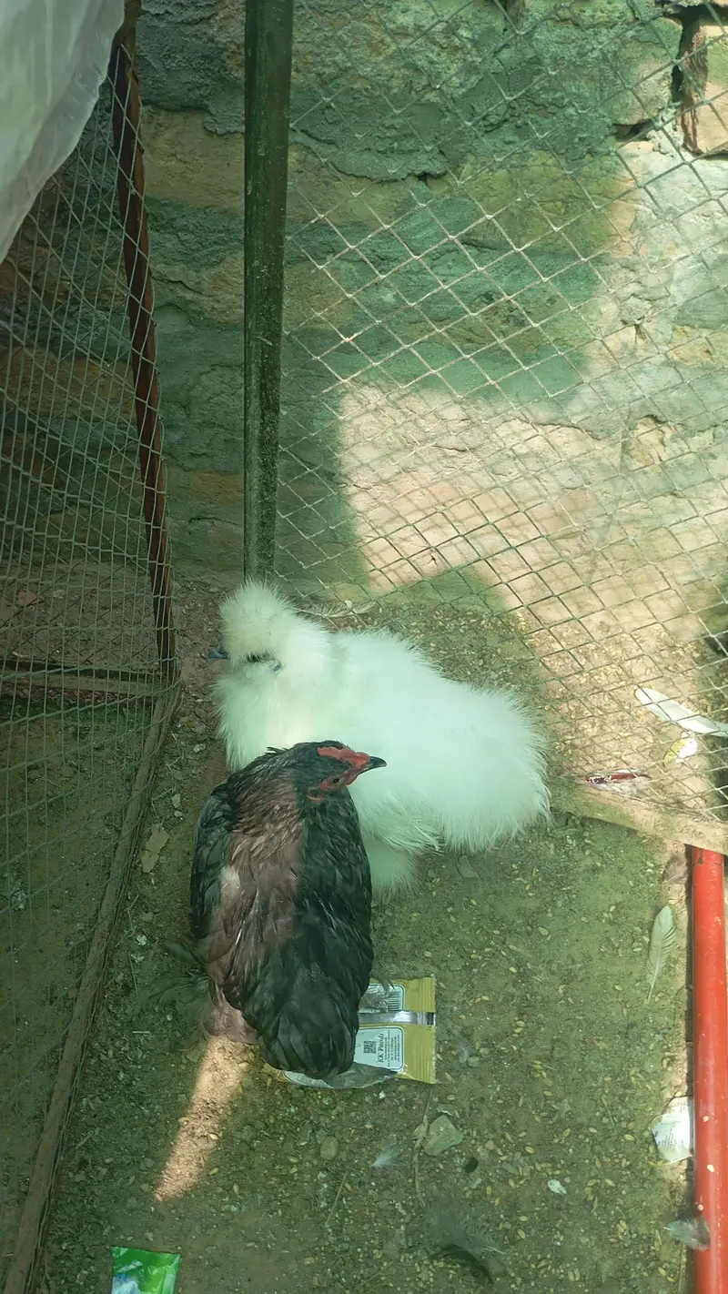 fancy 2 male — photo 3