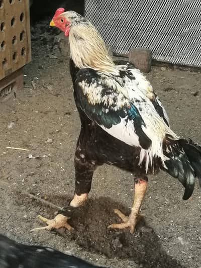 Mianwali Aseel for sale. Home breed.