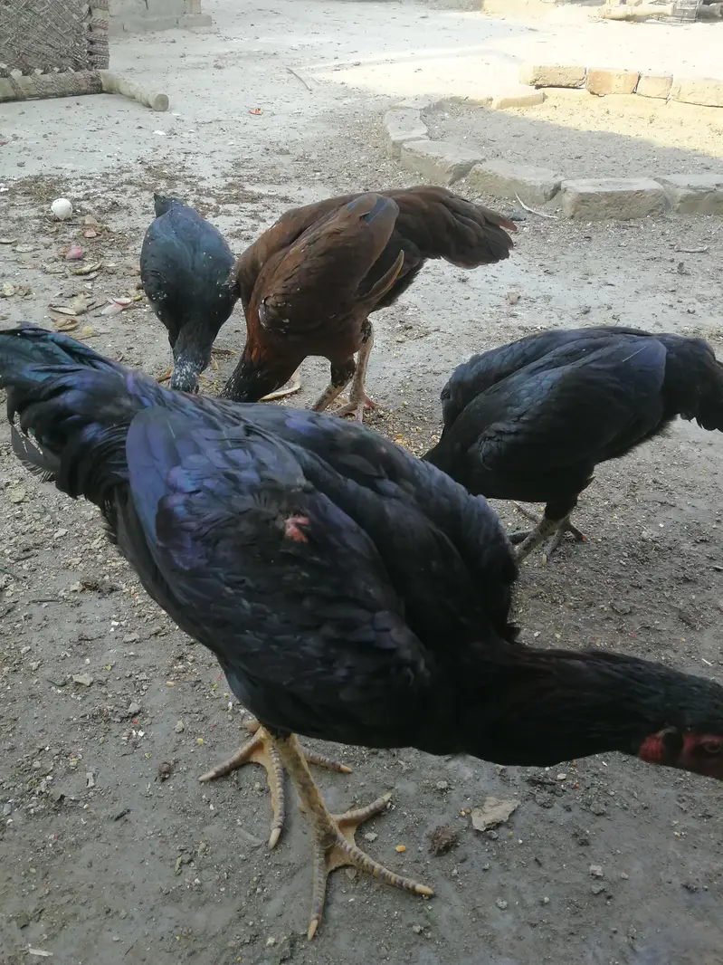 Mianwali Aseel for sale. Home breed. — photo 2