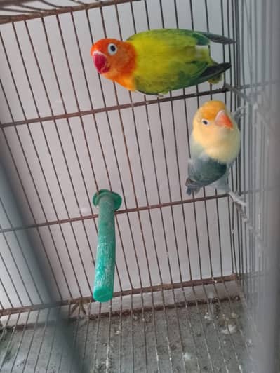 Green Opaline Ino Parblue Opaline Pair