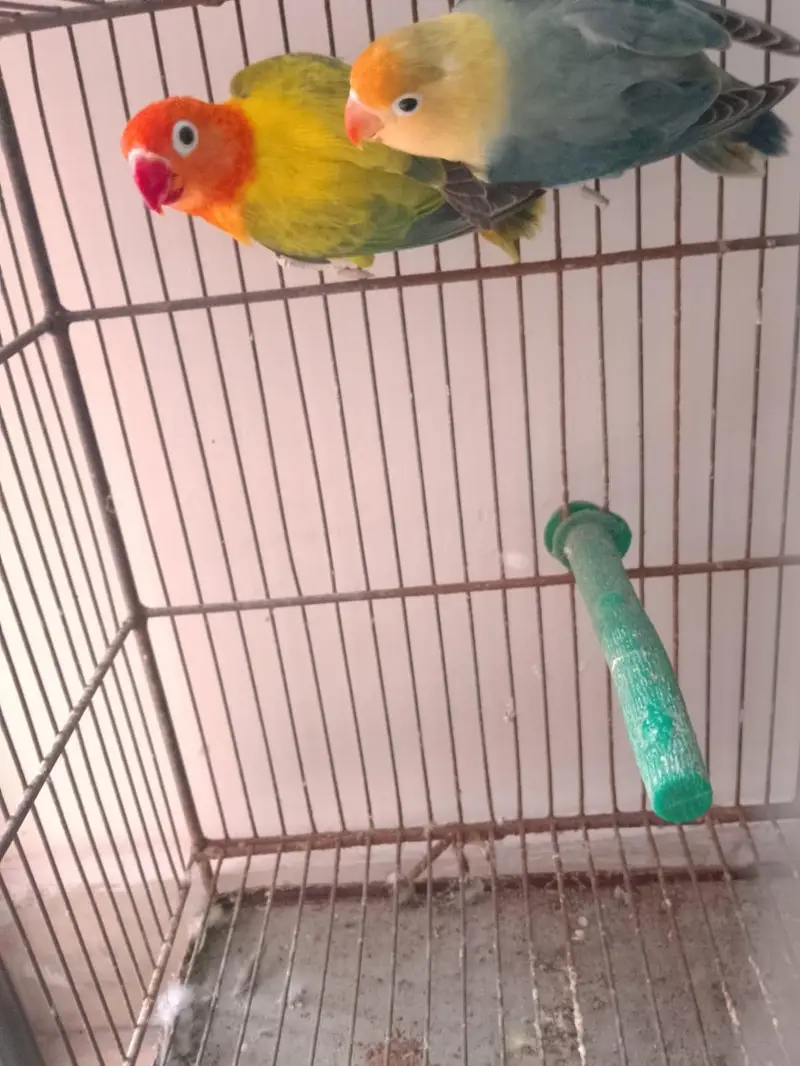 Green Opaline Ino Parblue Opaline Pair — photo 2